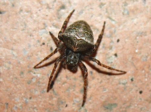 Réf. 196 794 : Gibbaranea bituberculata